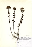 藏品(野薄荷)的圖片